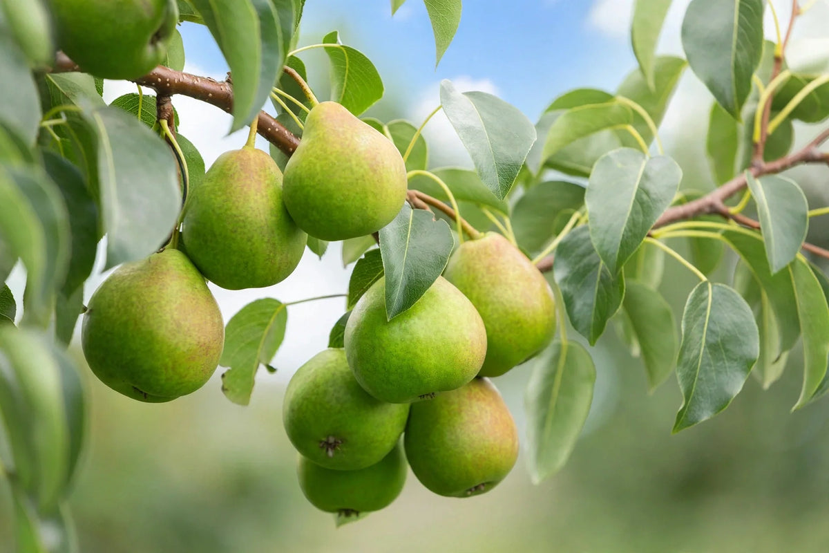 Orient pears on the branch with green leaves
