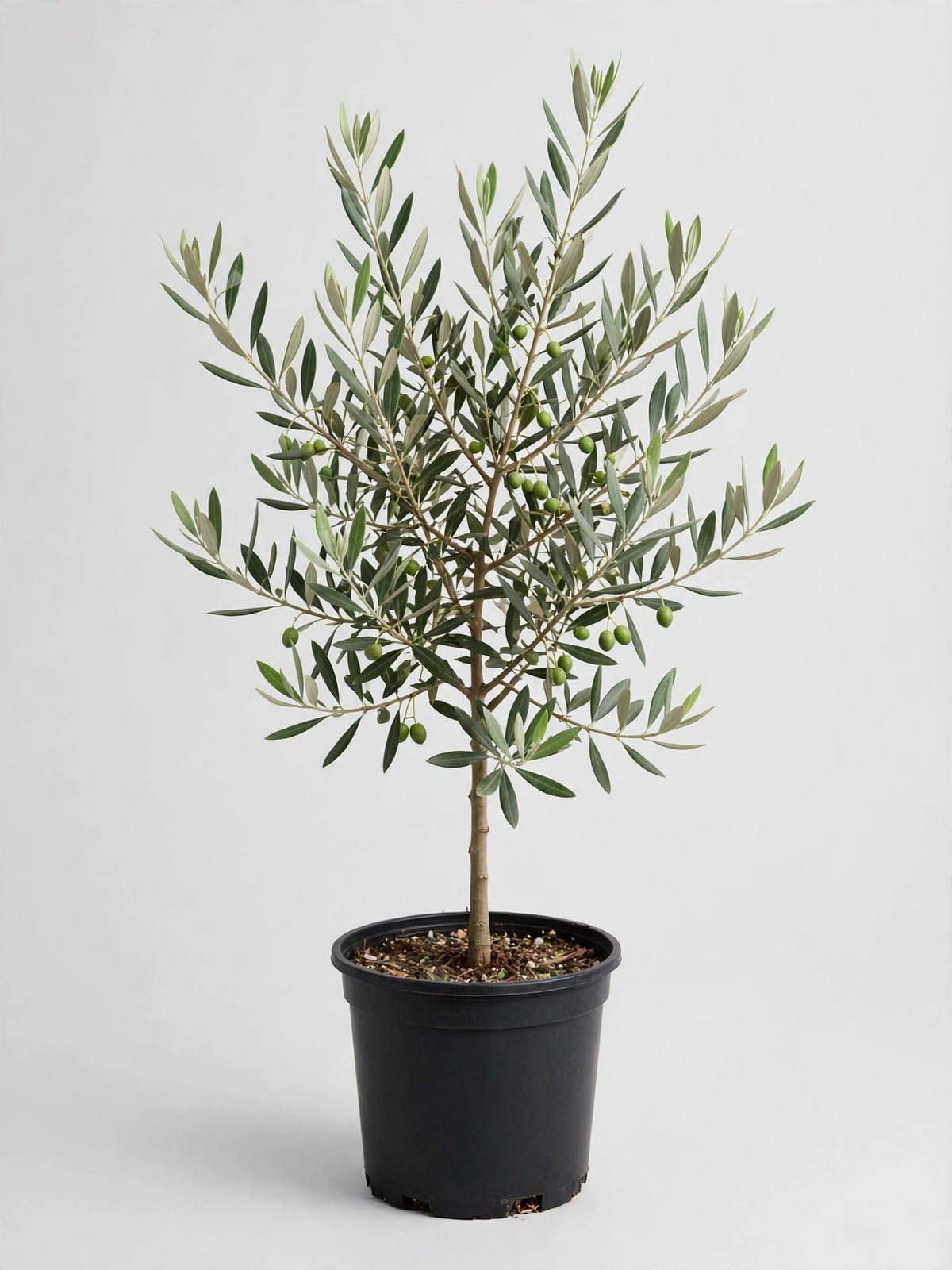 Arbequina Olive Tree