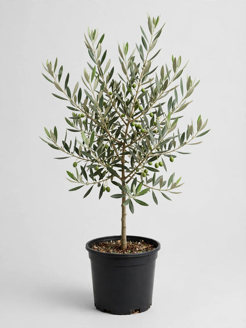 Arbequina Olive Tree