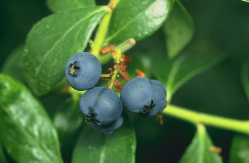 Blueberry Sample Tree About Us – FruitTree Direct