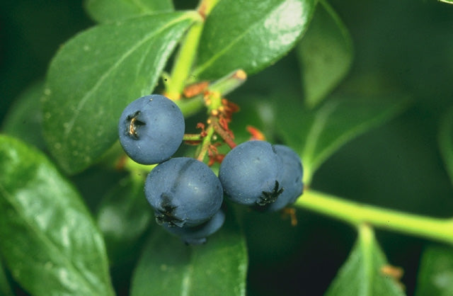 Bluecrop blueberry plant in a 1 liter pot, 10 to 14 inches