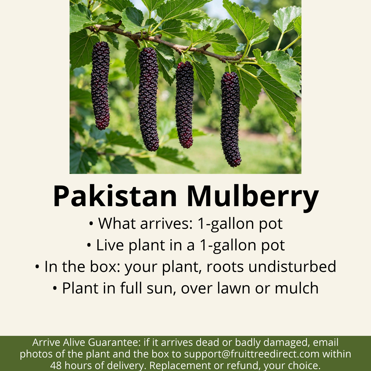 Pakistan Mulberry info card: what arrives, shipping details and Arrive Alive Guarantee