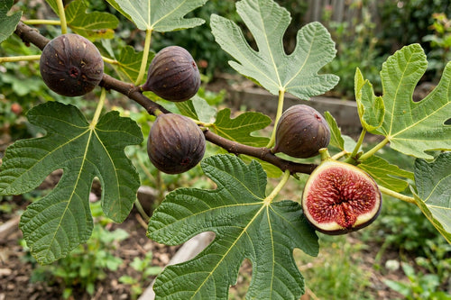 Vs Tree Bare Root vs. Potted Fruit Trees: Which Should You Buy? – FruitTree Direct