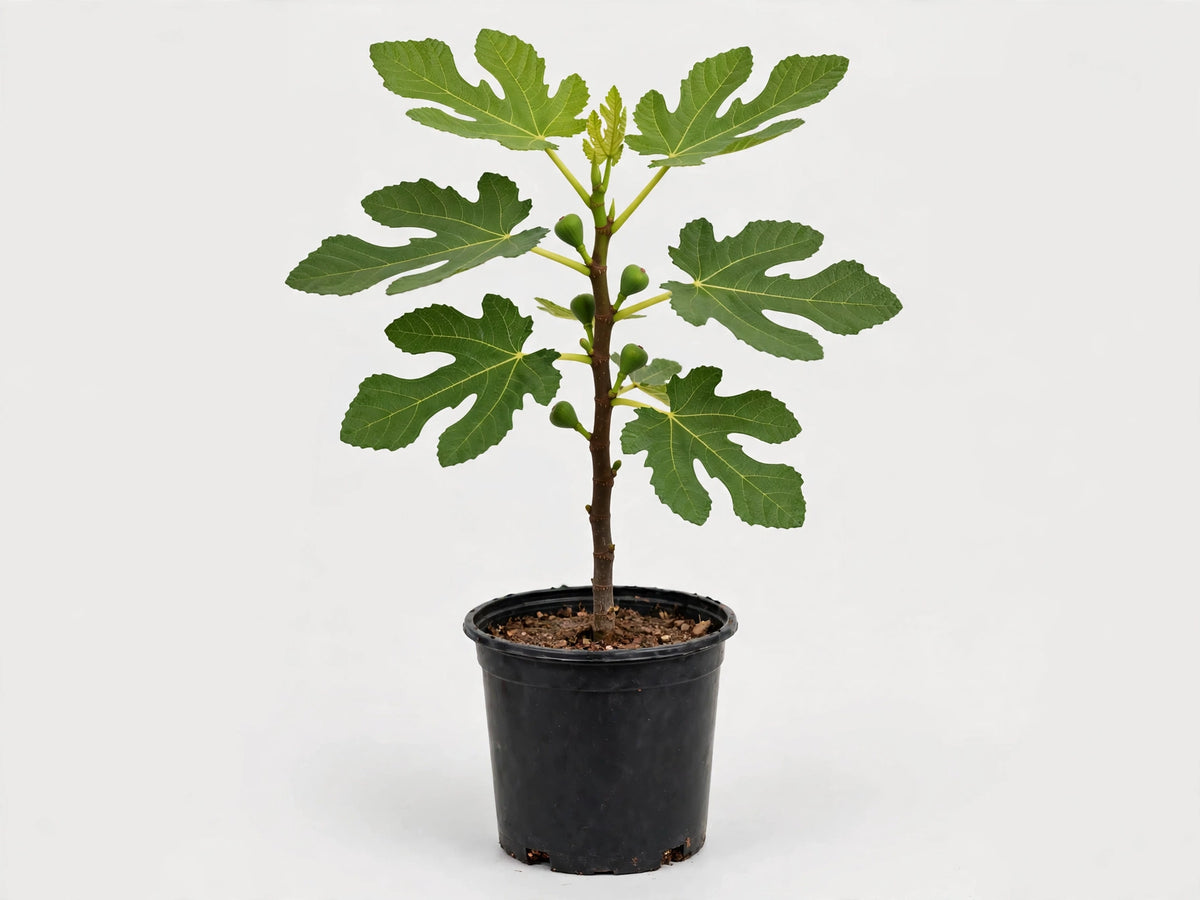 Chicago Hardy Fig Tree
