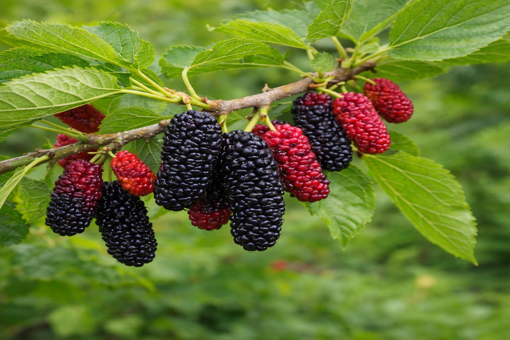 Illinois Everbearing mulberry tree, live potted plant