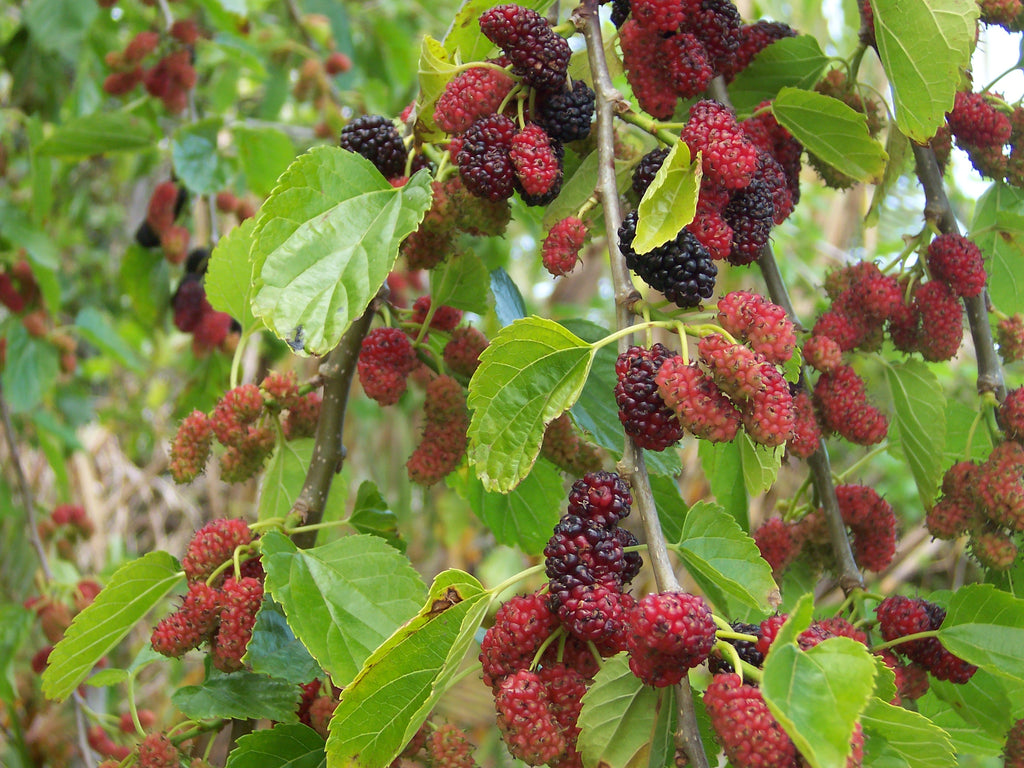 Illinois Everbearing Mulberry