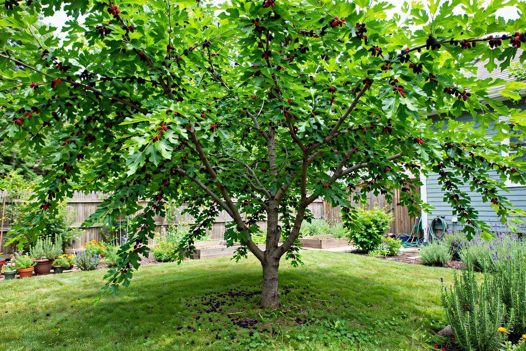 Illinois Everbearing Mulberry