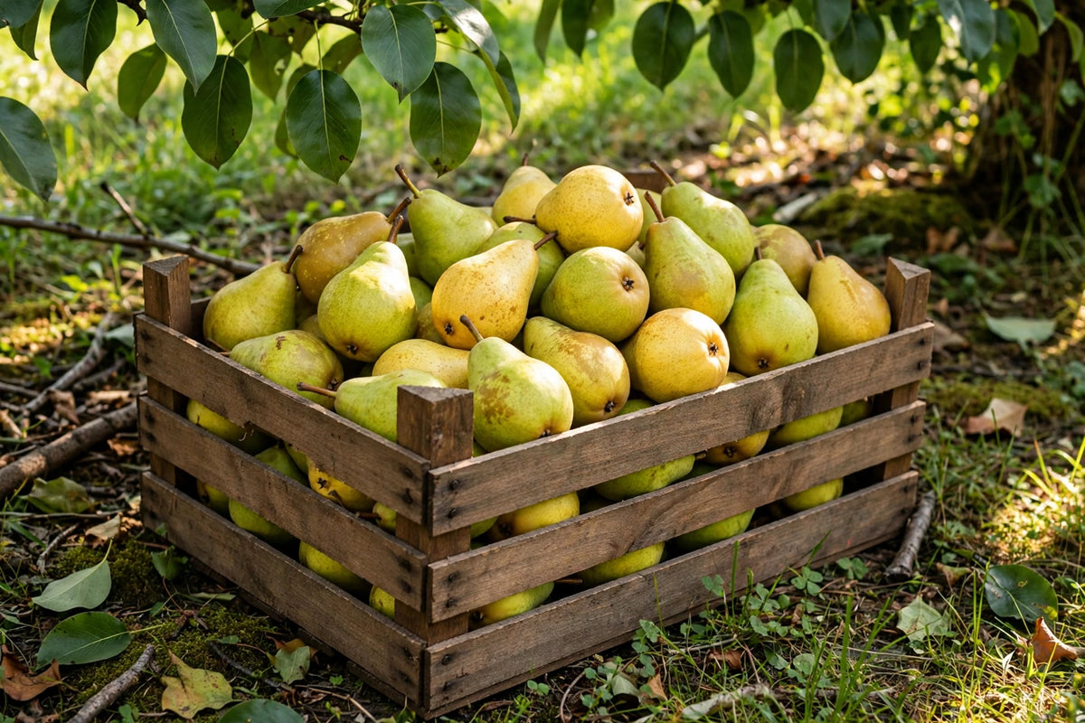 Kieffer Pear Tree