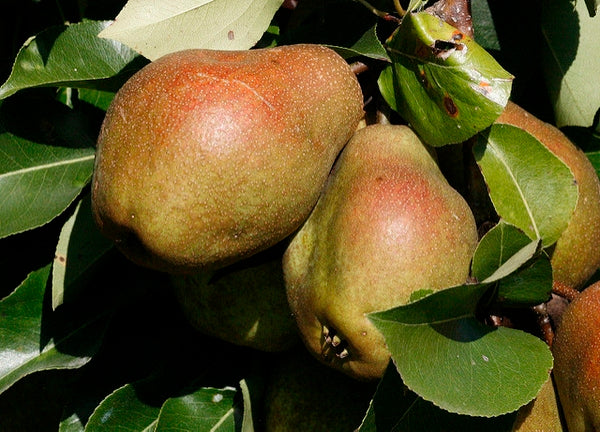 Kieffer pear tree, bare root, shipped dormant