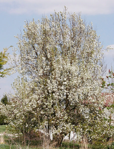 Kieffer Pear Tree