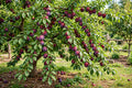 Methley plum tree laden with ripe reddish purple plums