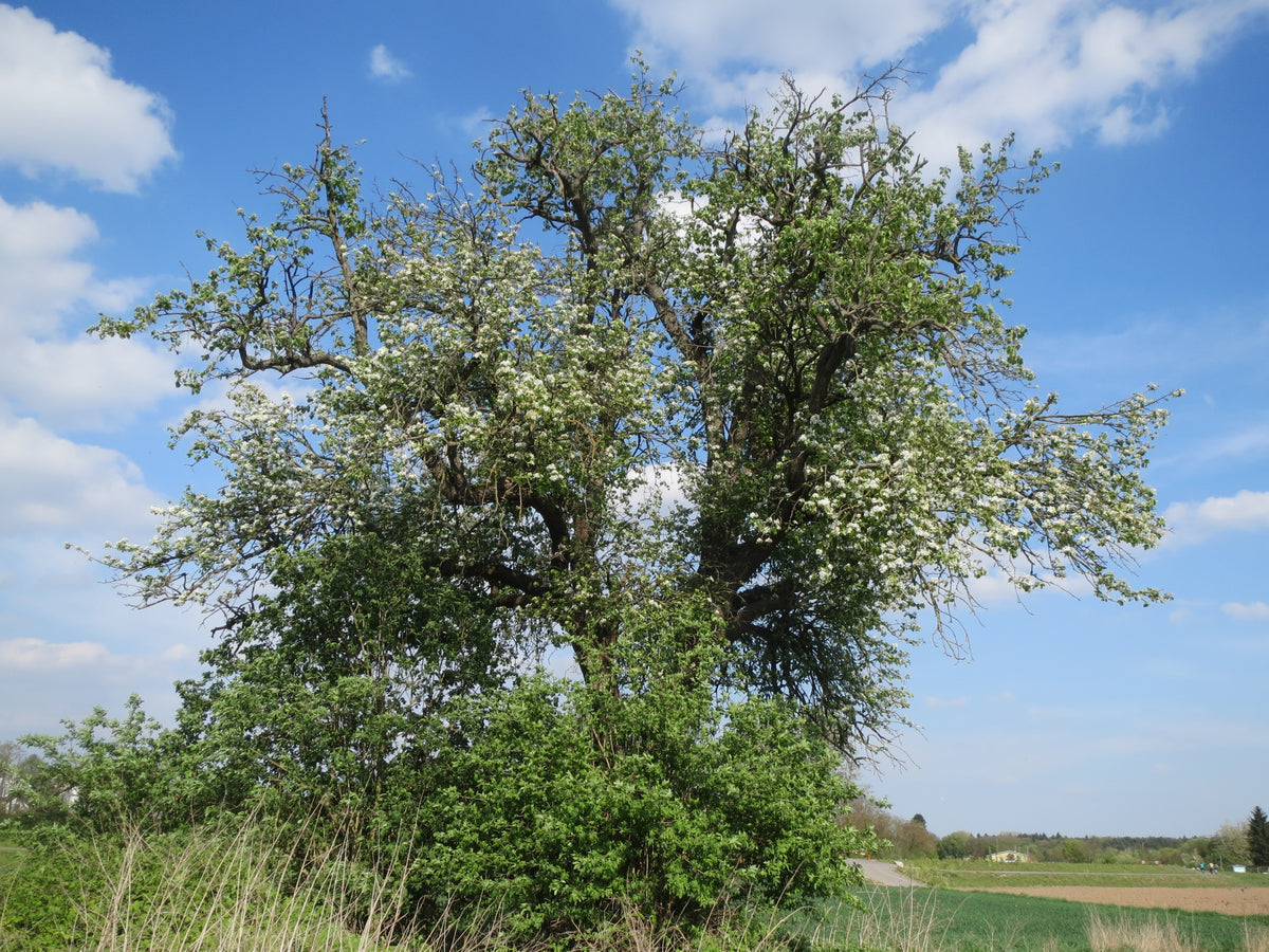 Orient Pear Tree