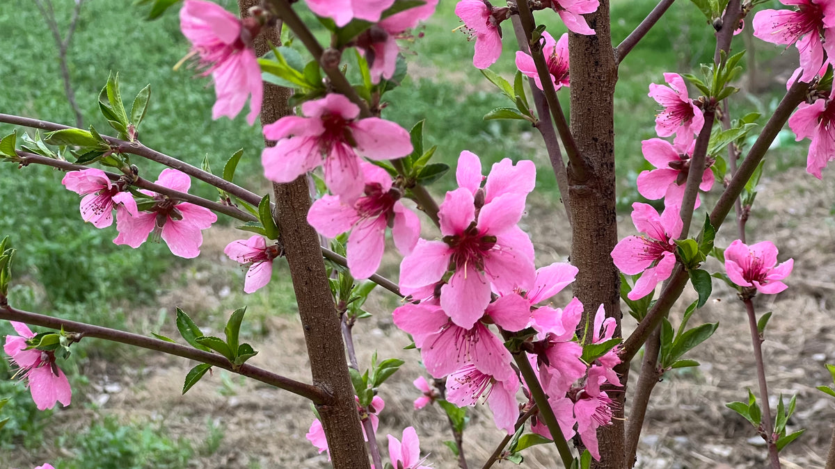 Elberta Peach Tree