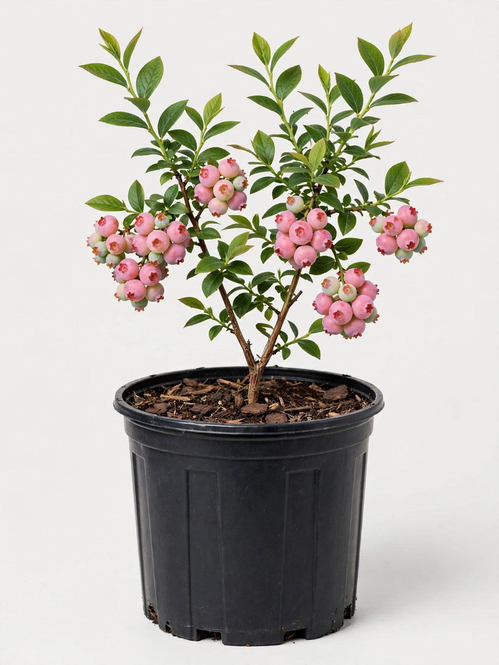 Pink Lemonade Blueberry
