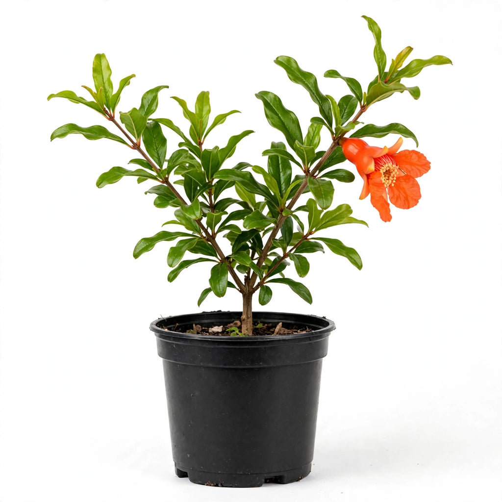 Salavatski Pomegranate (Russian 26)